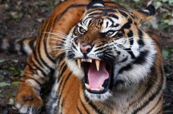 VIRALL !!! Seekor Harimau Sumatra Berkeliaran Di Ladang Minyak Di Kabupaten Siak